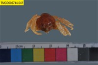 藏品(短指和尚蟹)的圖片